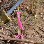 Property,Line,Markers,With,Pink,Ribbons,In,The,Woods,For